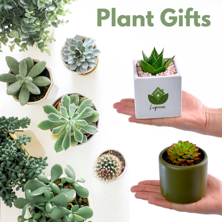 Succulent Plant Gifts