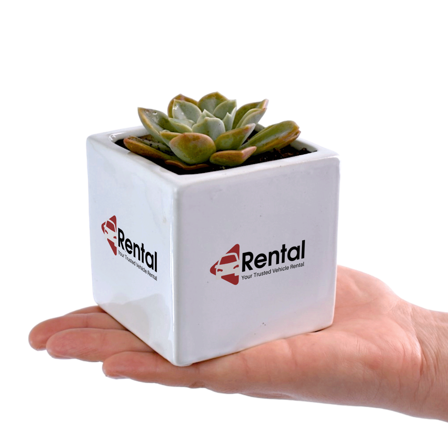 Personalised Succulent in White Ceramic Pots - Office Flower