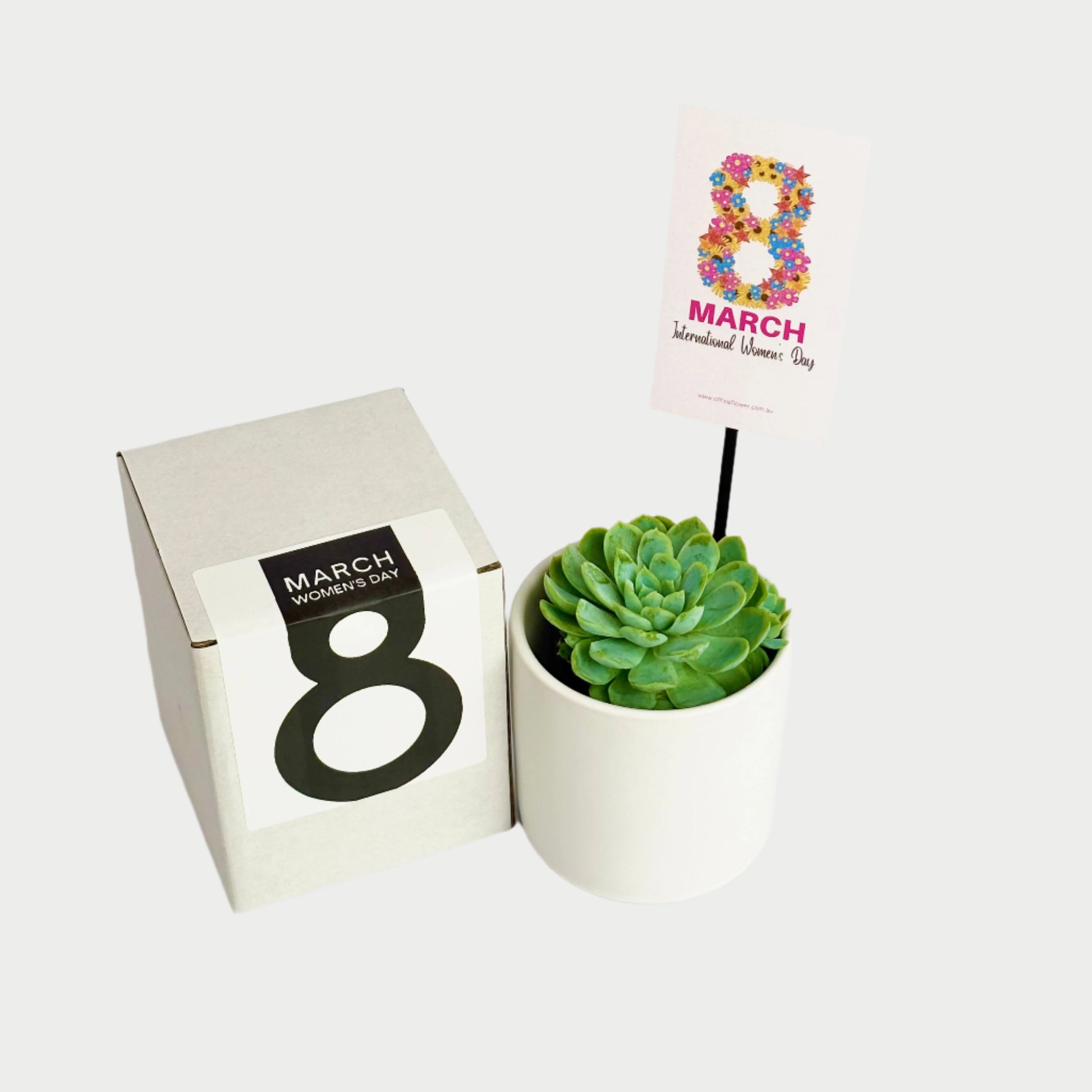 womens day small gifts plant
