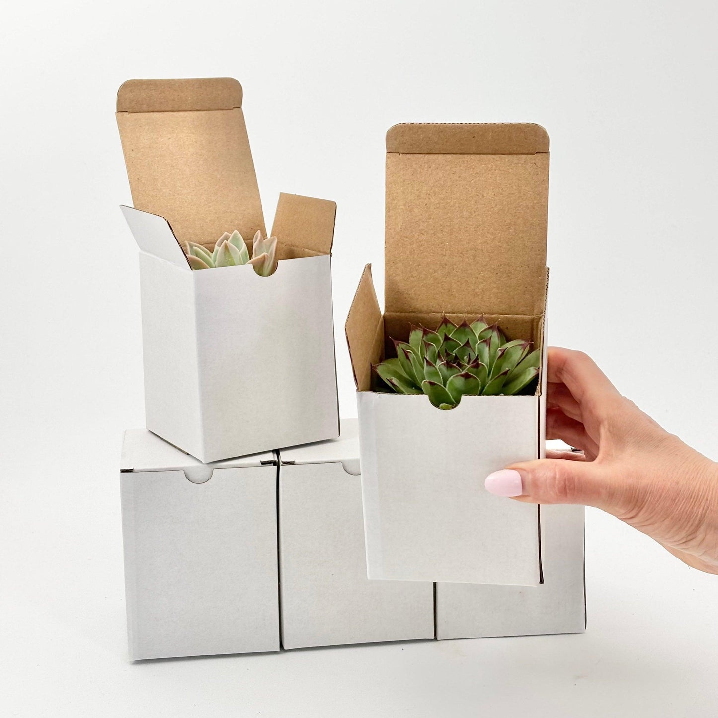Succulent in Cube Ceramic Pot with Gift Box - Office Flower