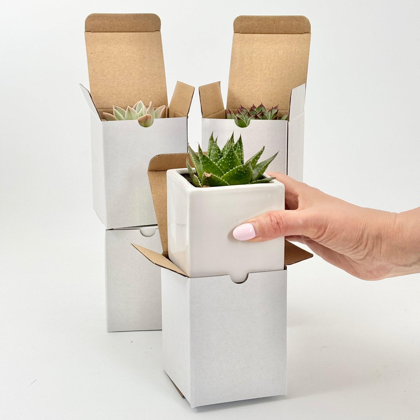 Succulent in Cube Ceramic Pot with Gift Box - Office Flower
