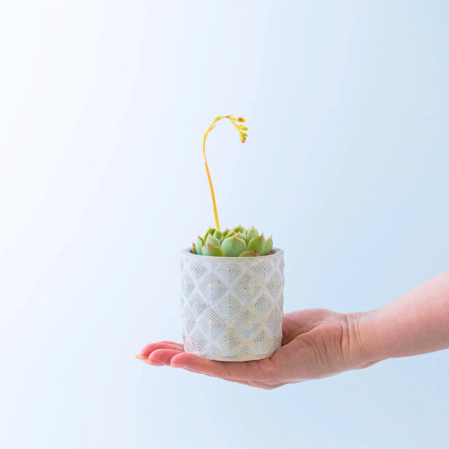 Succulent in a Diamond Pattern Pot - Office Flower