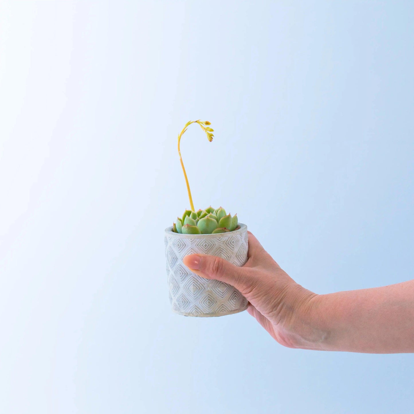 Succulent in a Diamond Pattern Pot - Office Flower