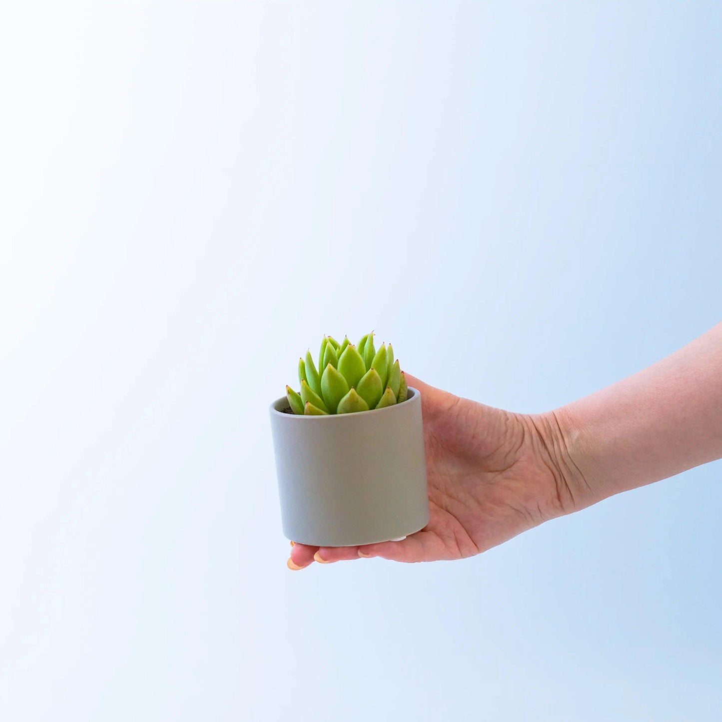 Succulent in Grey Pots - Office Flower