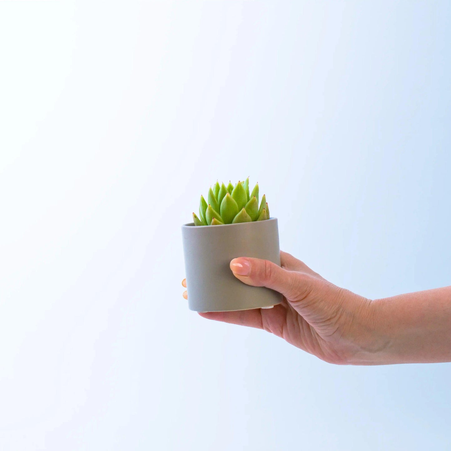 Succulent in Grey Pots - Office Flower