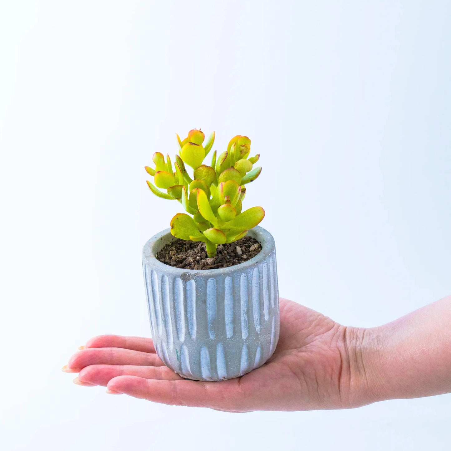 Succulent in Concrete Cylinder Pot - Office Flower