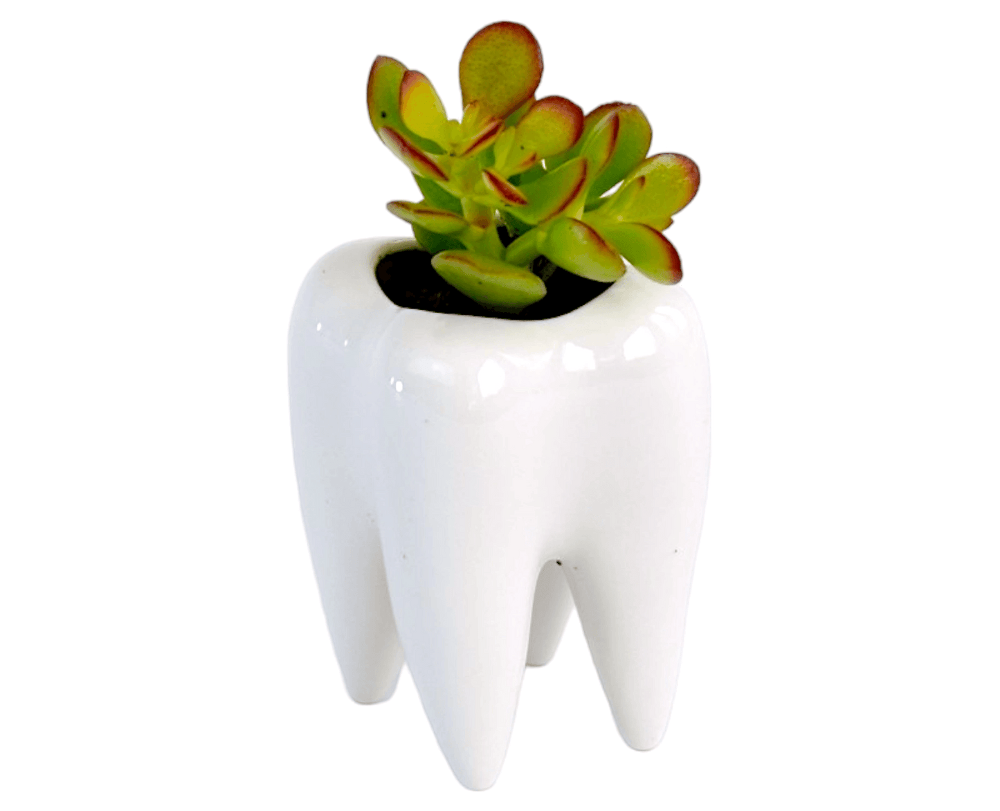 Succulent in Ceramic Teeth Pots - Office Flower