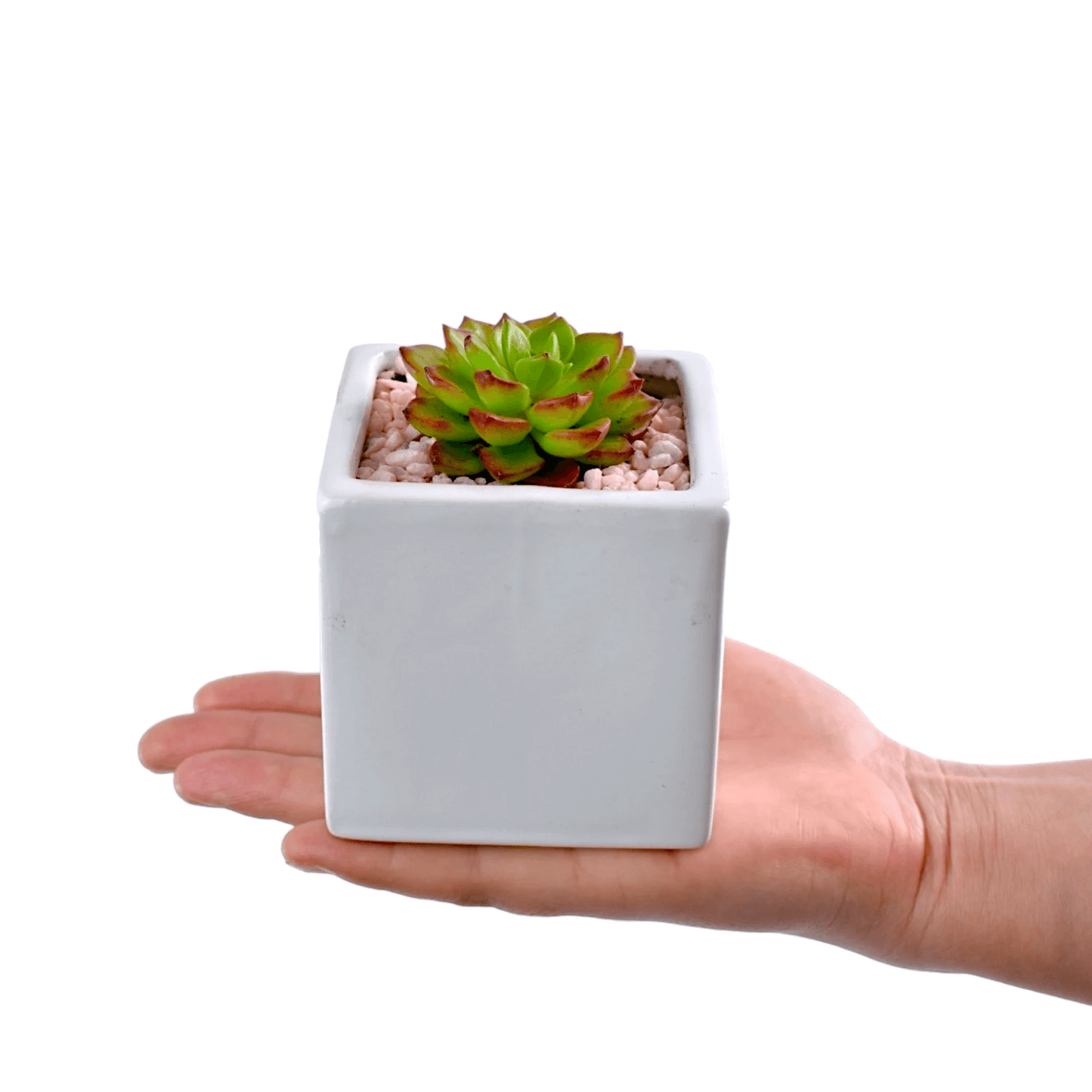 Succulent in Square White Ceramic Pots - Office Flower