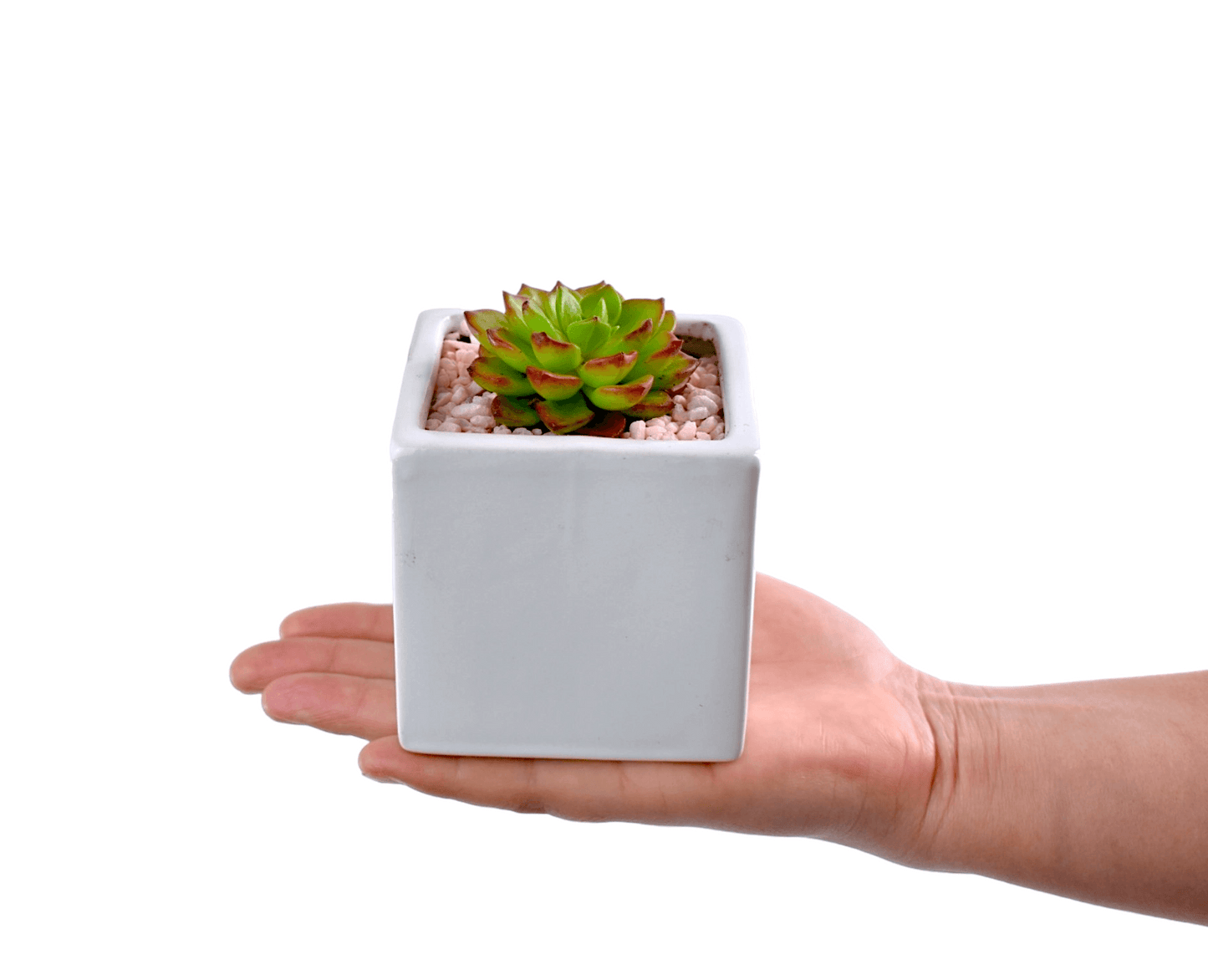 Succulent Gifts - Next Day Delivery - Sydney Only - Office Flower
