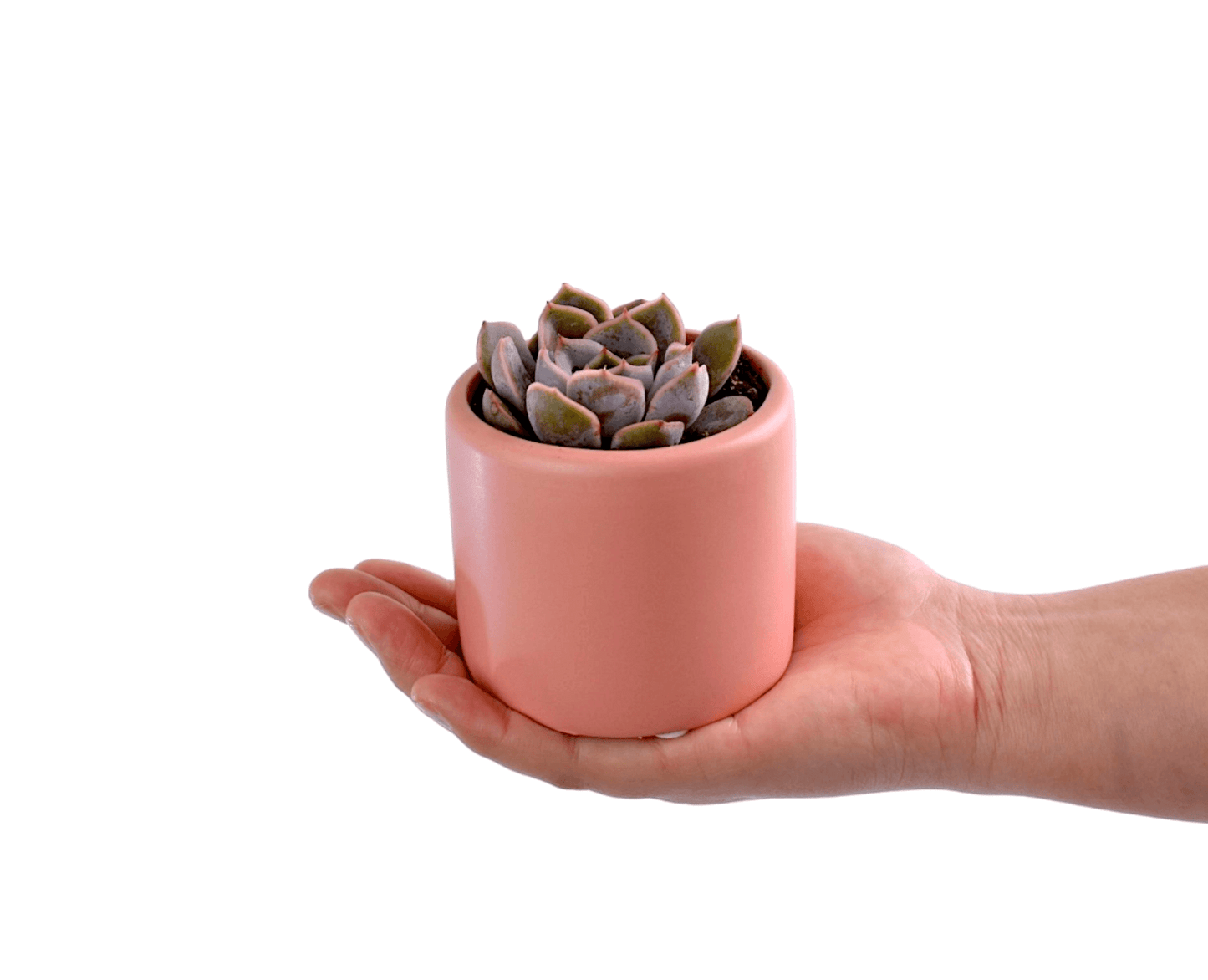 Succulent in Pink pot - Office Flower