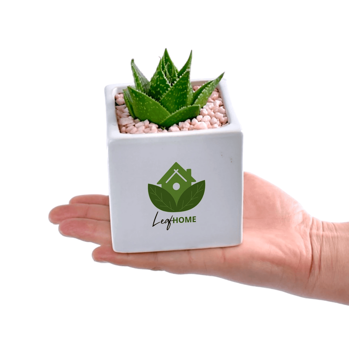Succulent in Cube Ceramic Pot with Gift Box - Office Flower