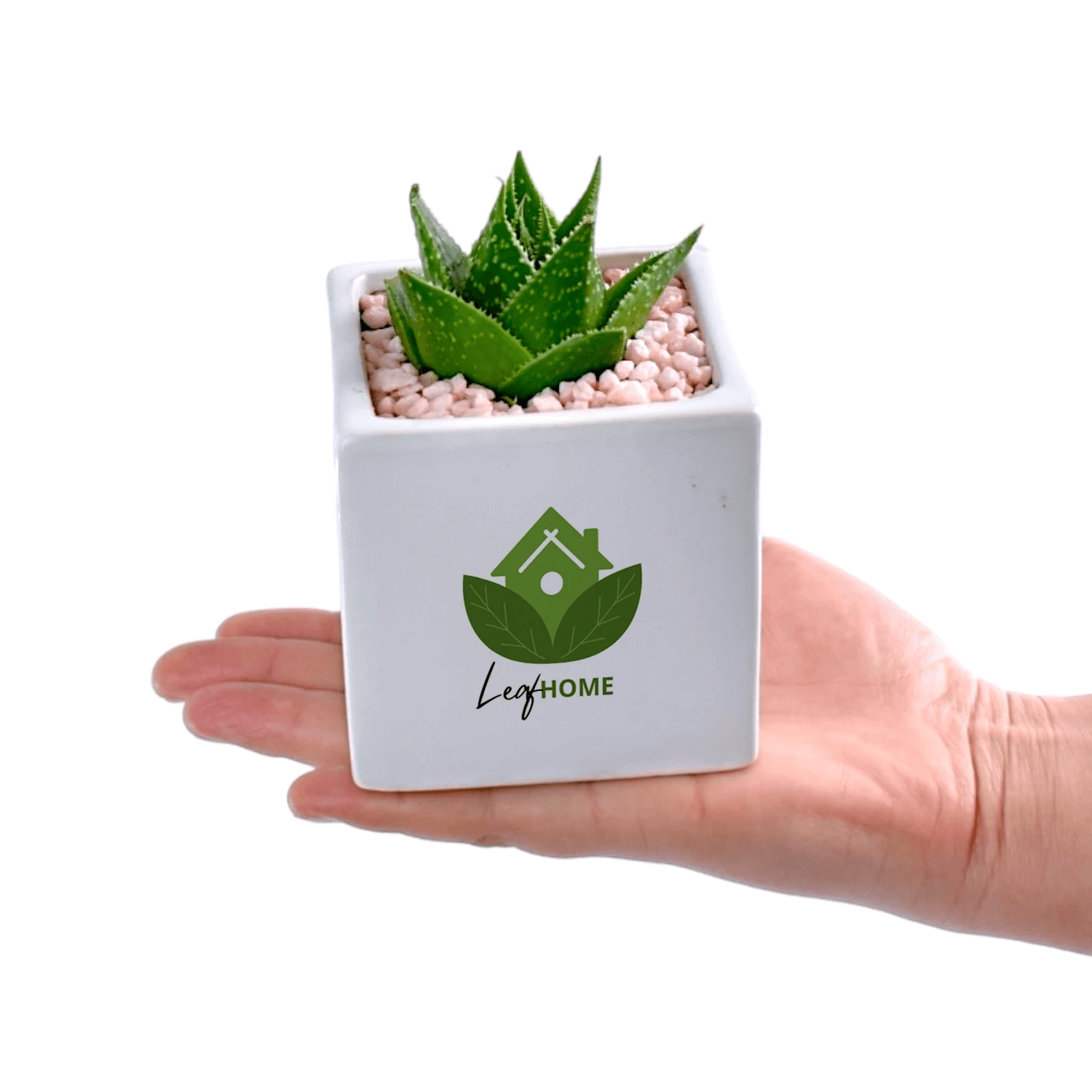Succulent in Cube Ceramic Pot with Gift Box - Office Flower