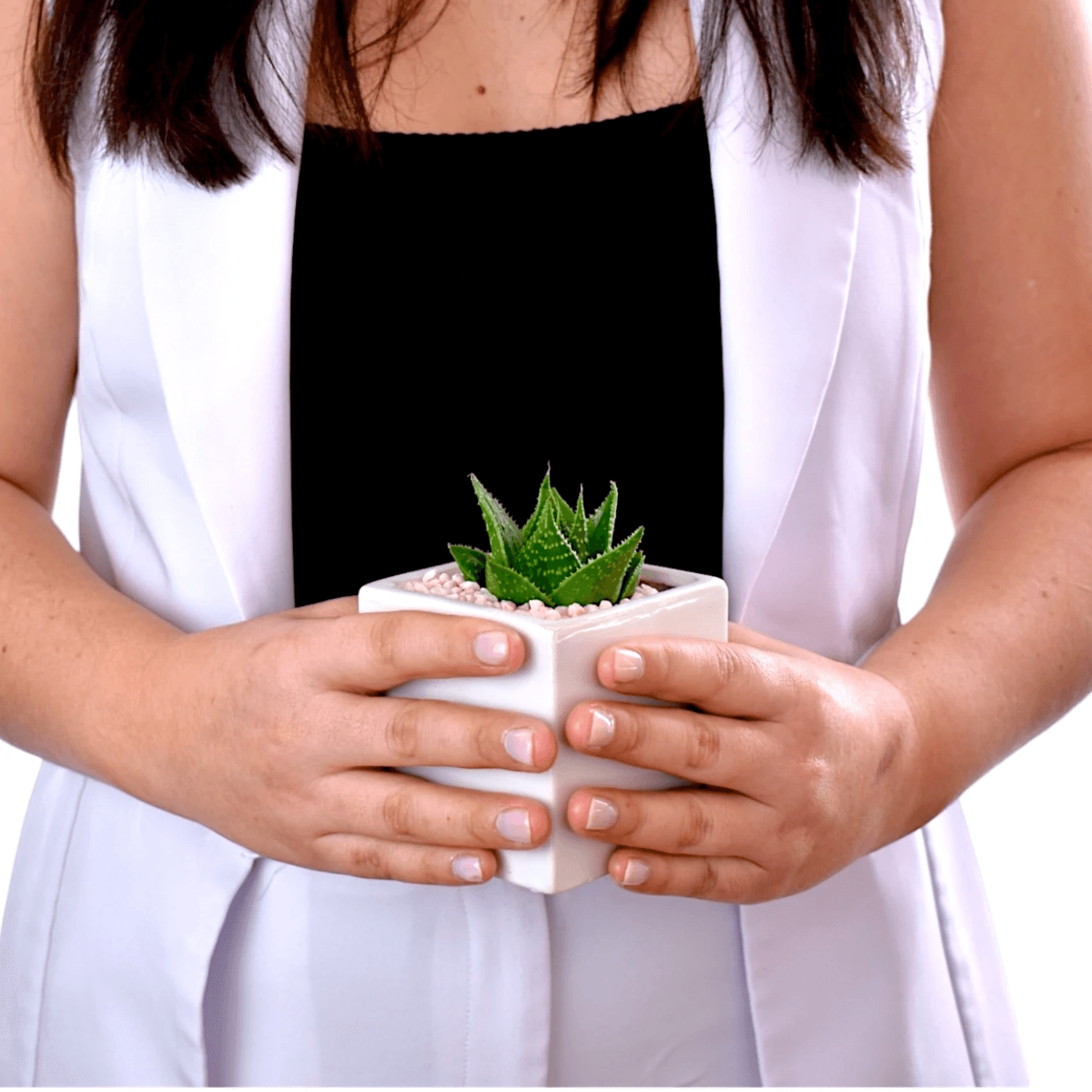 Succulent in Square White Ceramic Pots - Office Flower