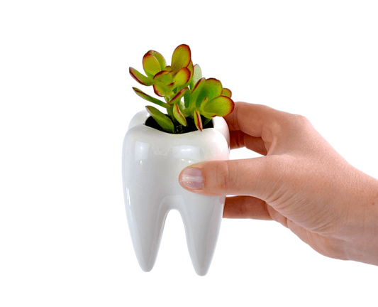 Succulent in Ceramic Teeth Pots - Office Flower