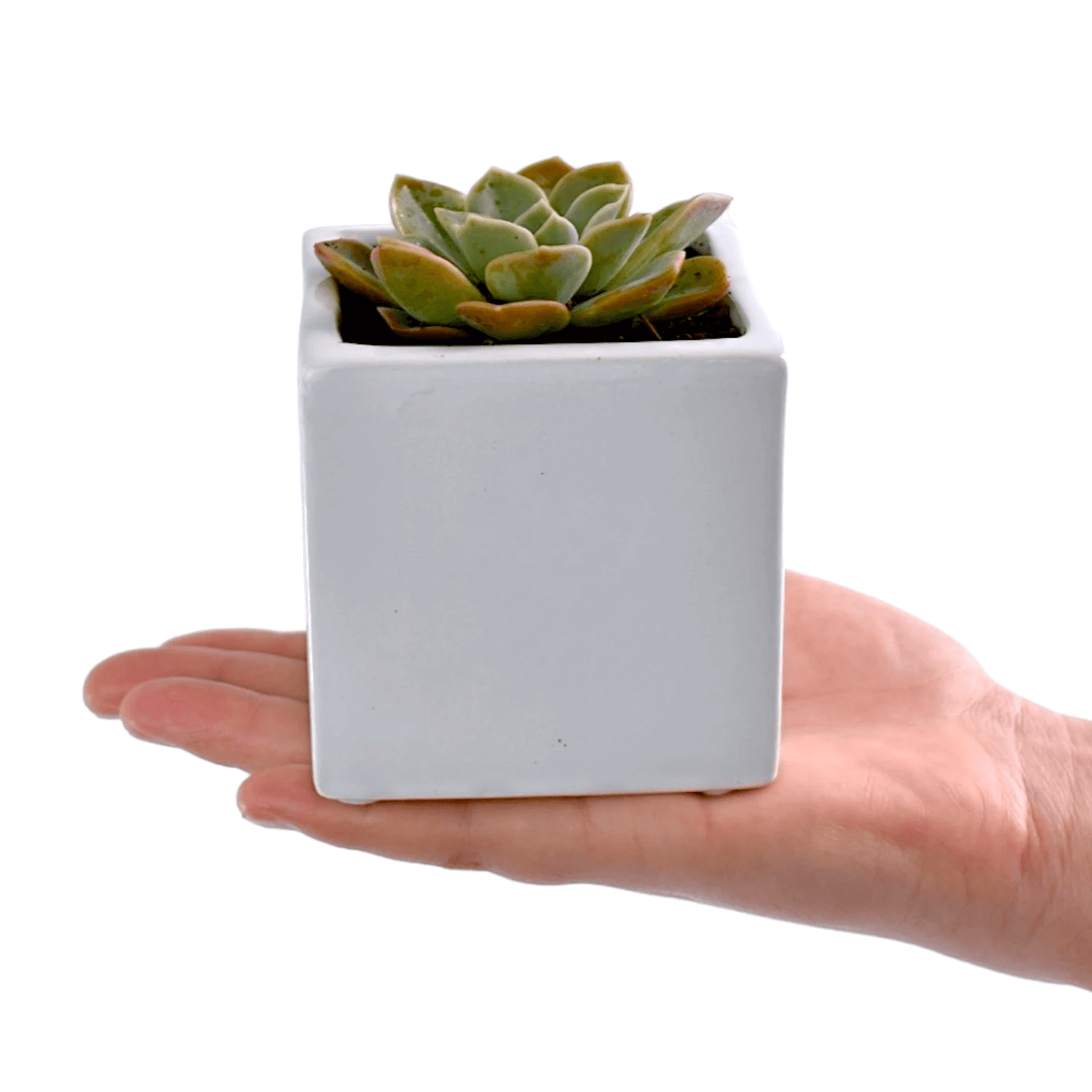 Succulent in Square White Ceramic Pots - Office Flower