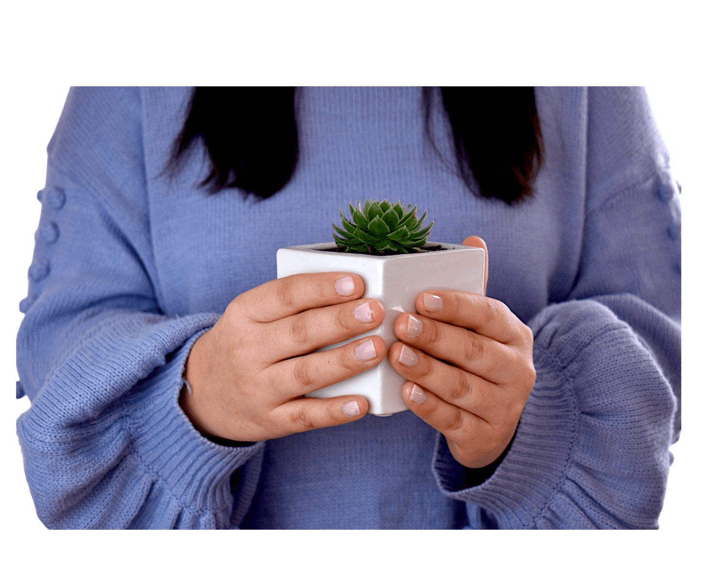 Succulent in Square White Ceramic Pots - Office Flower