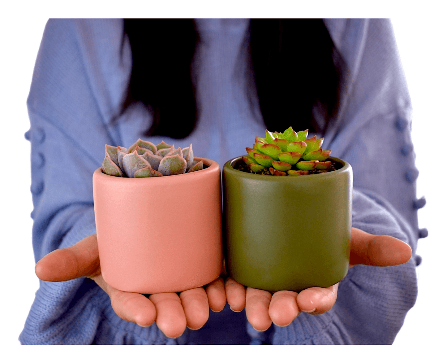 Succulent in Green Pot - Office Flower