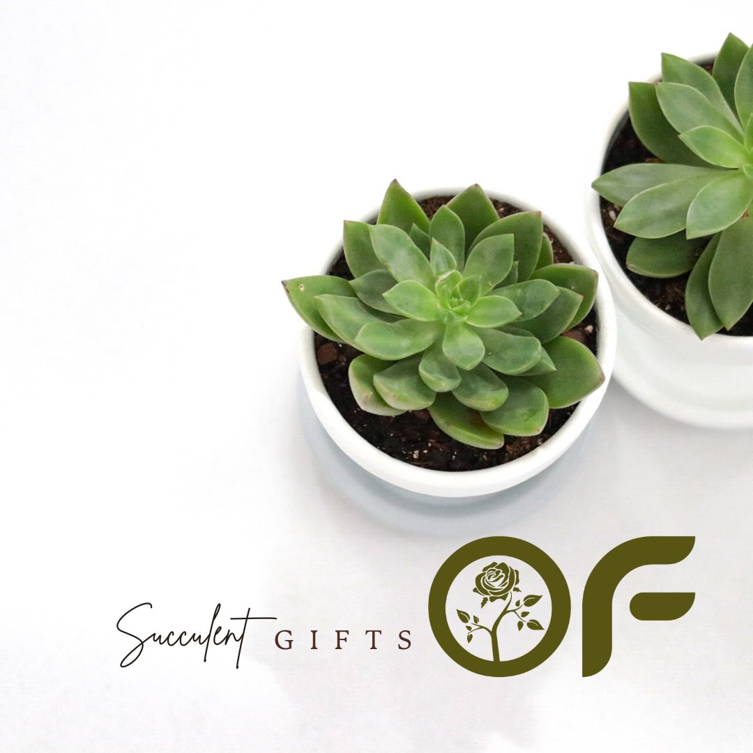 gifts for plant lovers