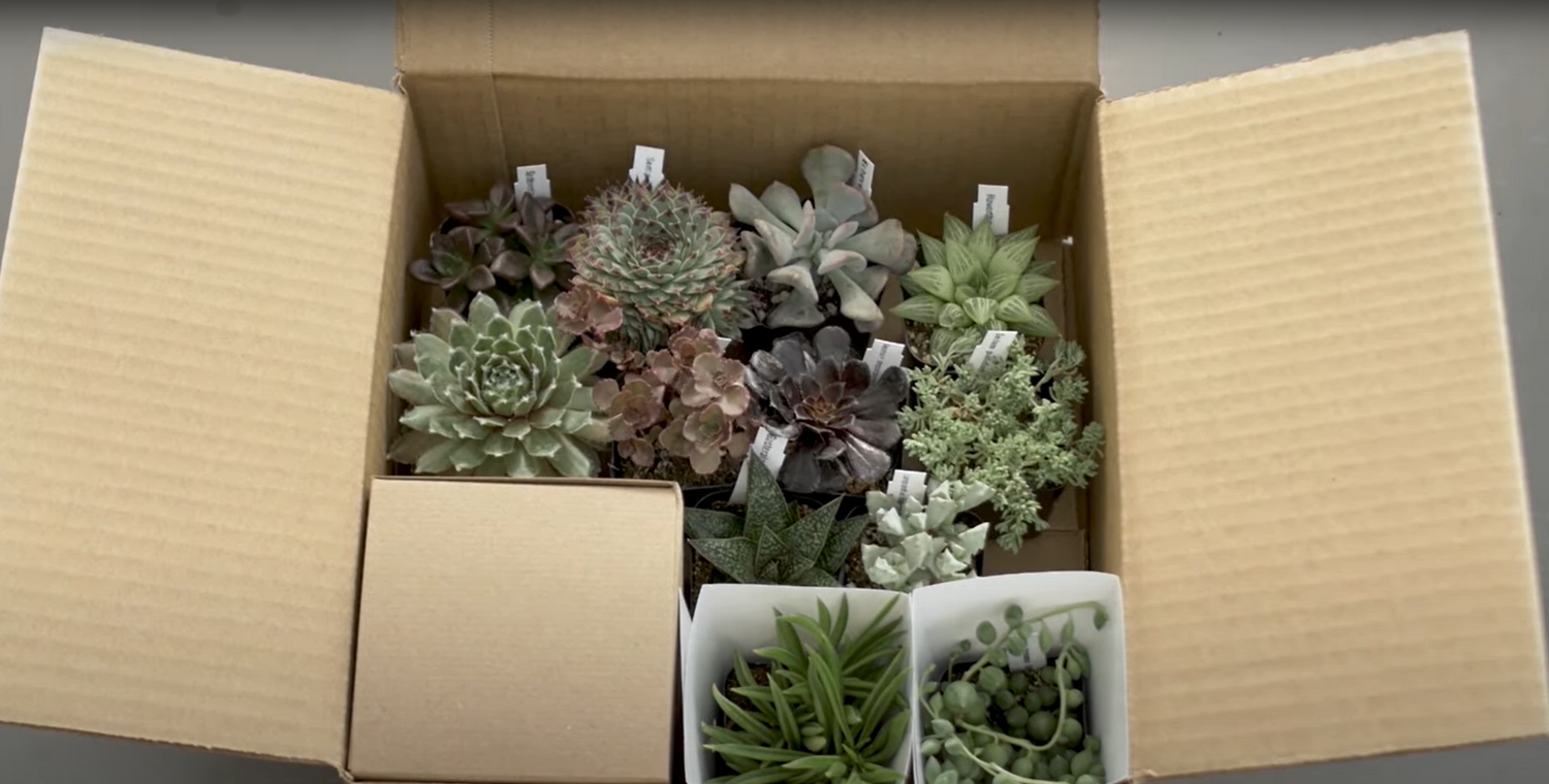 Cheap Succulents in package box