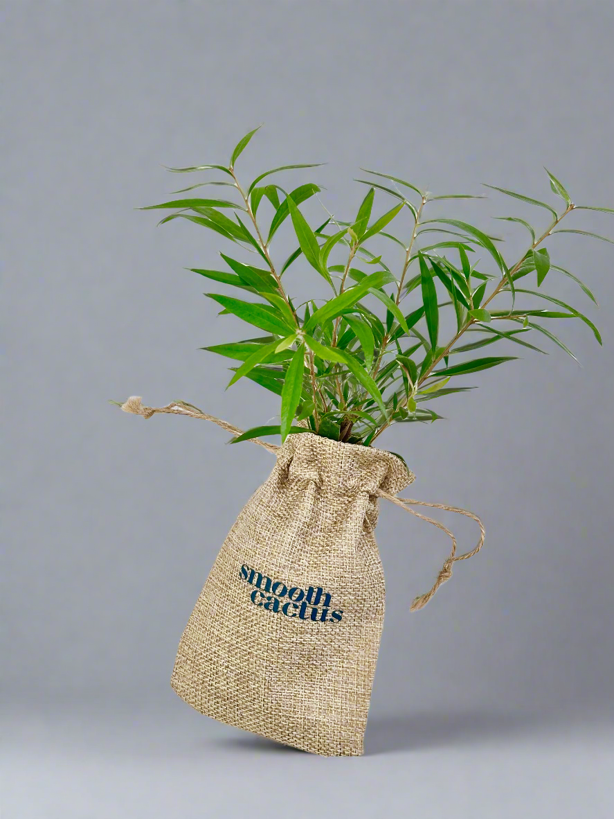 plant gifts with logo