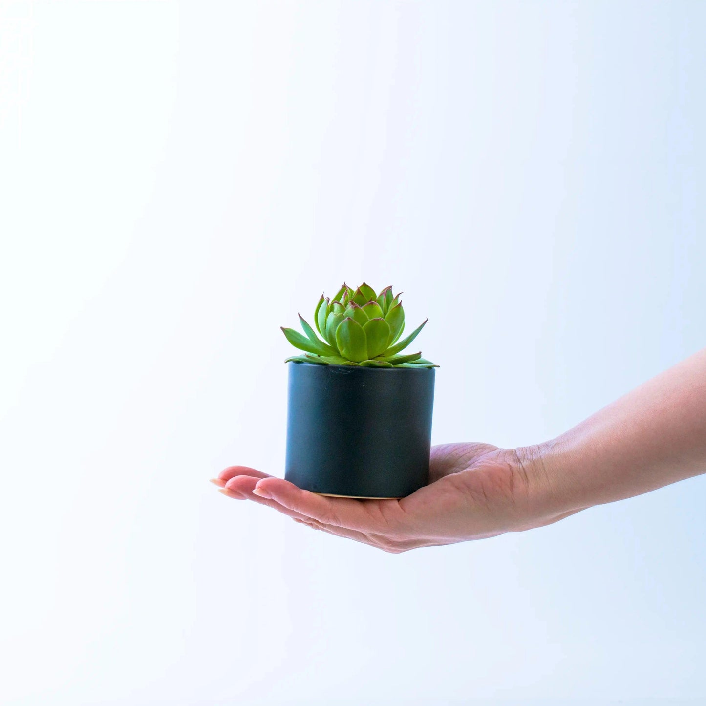 Succulent in Black Pots - Office Flower