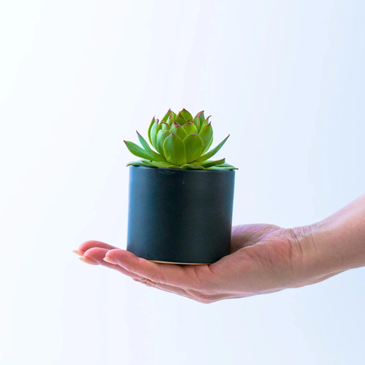 Succulent in Black Pots - Office Flower