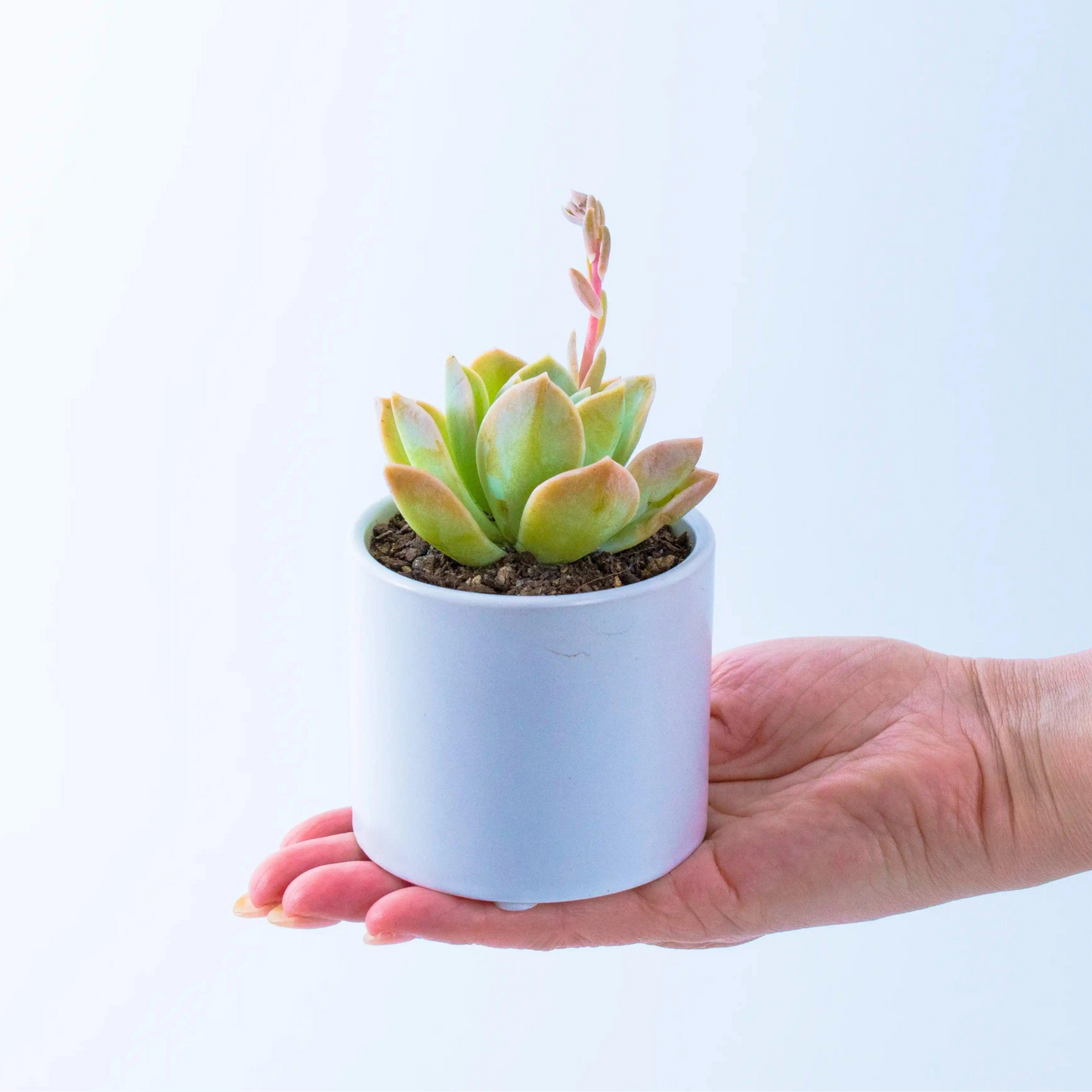 Succulent Gifts - Next Day Delivery - Sydney Only - Office Flower