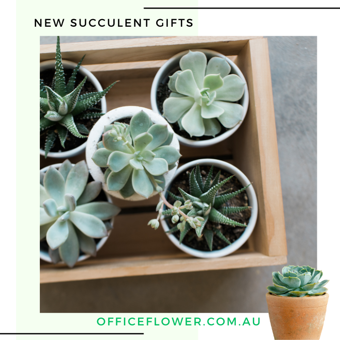 succulent plants 