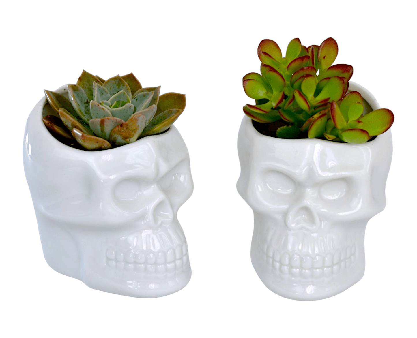 Succulent in Mini Skull Shaped Pot - Office Flower