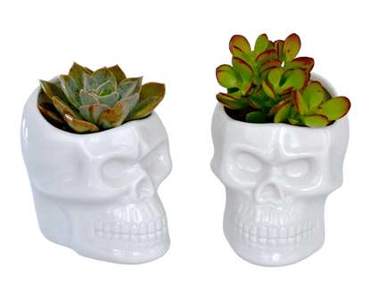 Succulent in Mini Skull Shaped Pot - Office Flower