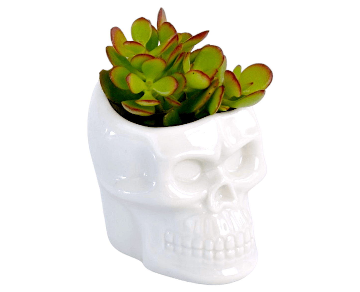 Succulent in Mini Skull Shaped Pot - Office Flower