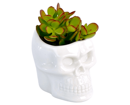 Succulent in Mini Skull Shaped Pot - Office Flower
