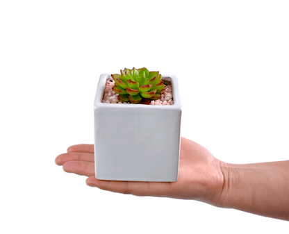 Succulent Gifts - Next Day Delivery - Sydney Only - Office Flower