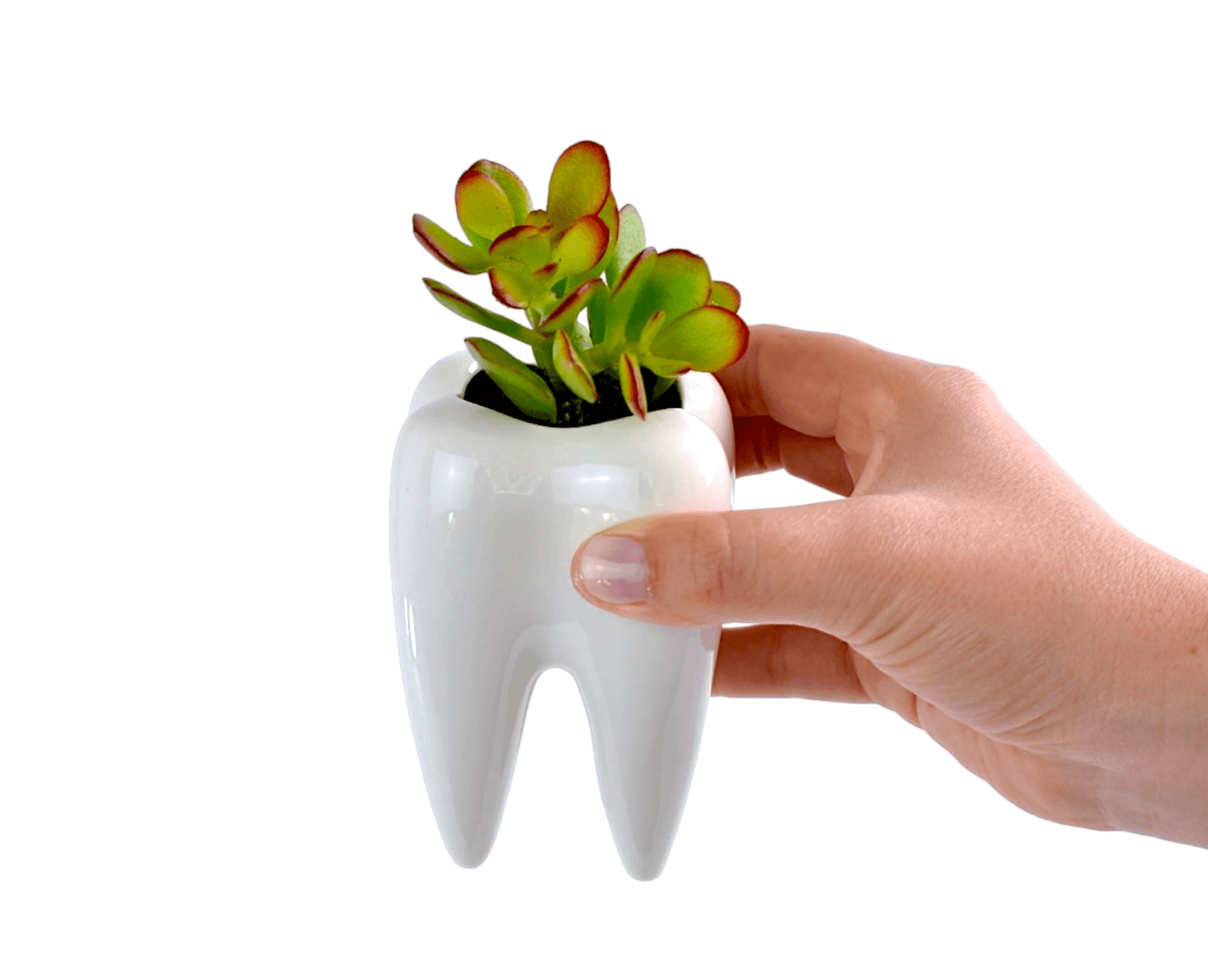 Succulent in Ceramic Teeth Pots - Office Flower
