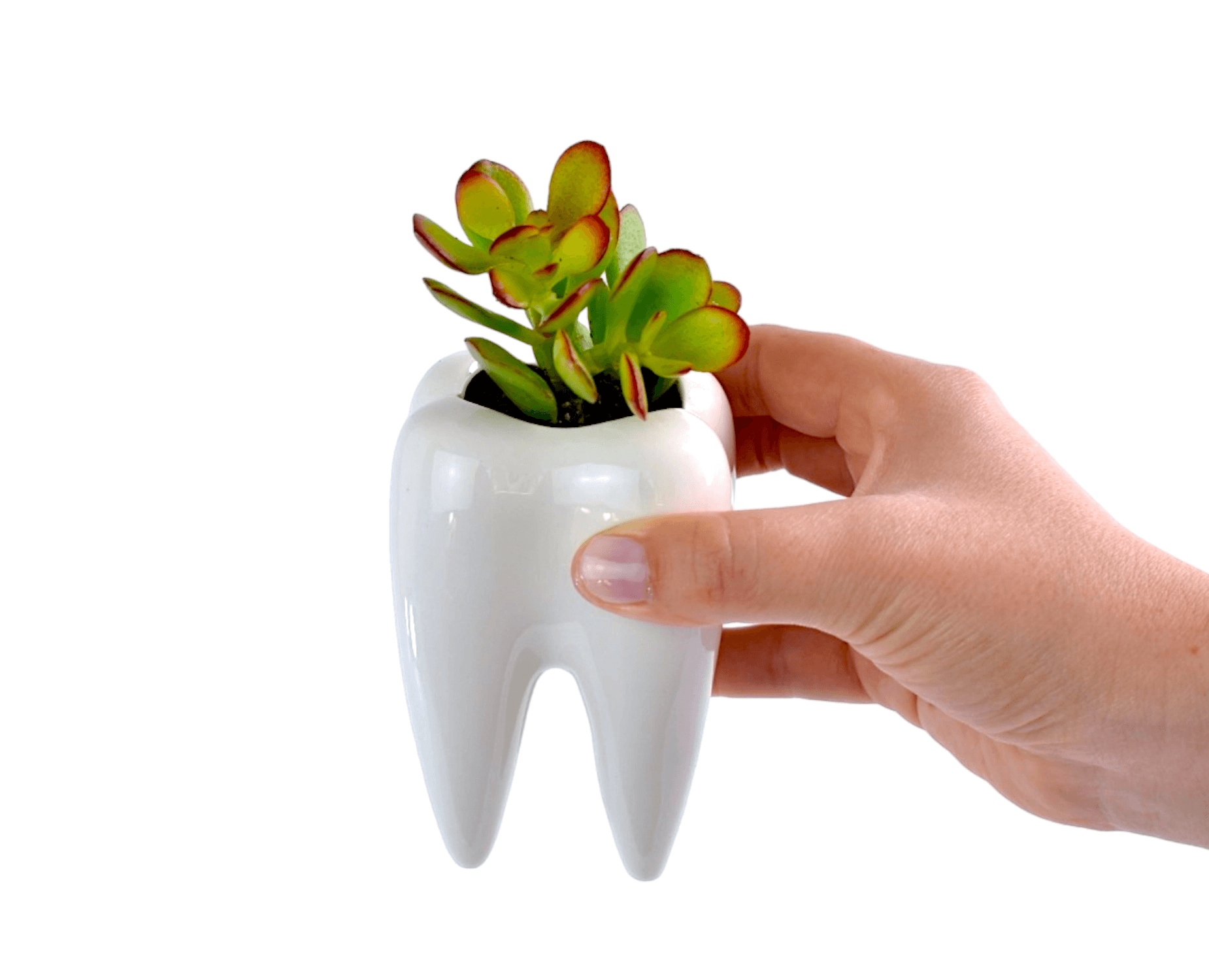 Succulent in Ceramic Teeth Pots - Office Flower