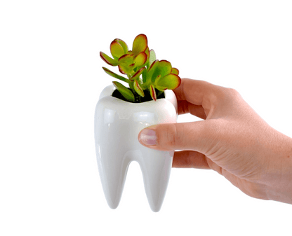 Succulent in Ceramic Teeth Pots - Office Flower