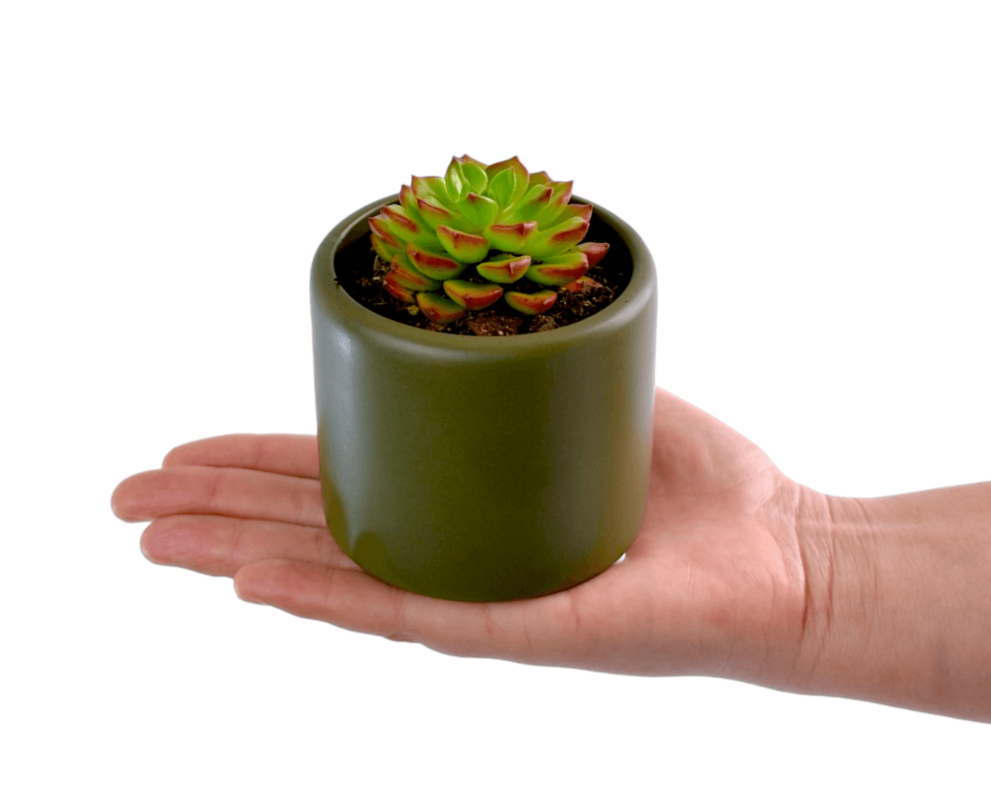 Succulent Gifts - Next Day Delivery - Sydney Only - Office Flower