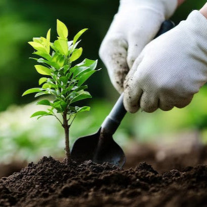 planting a plant