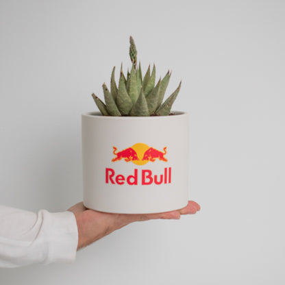 Personalised Succulent in Large Ceramic Pot