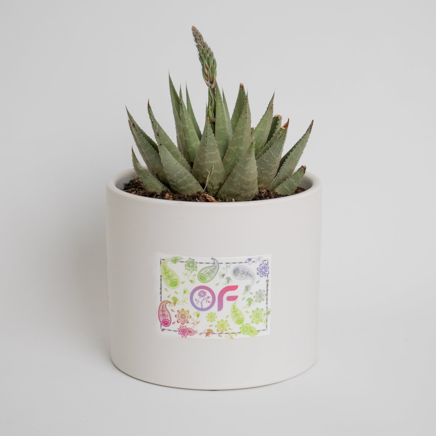 Large Personalised Succulent