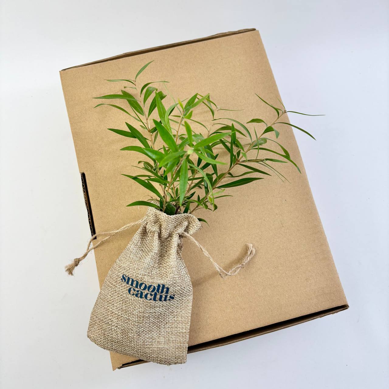 plant gift box