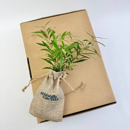 plant gift box