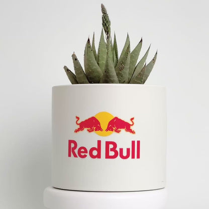 Large Personalised Succulent