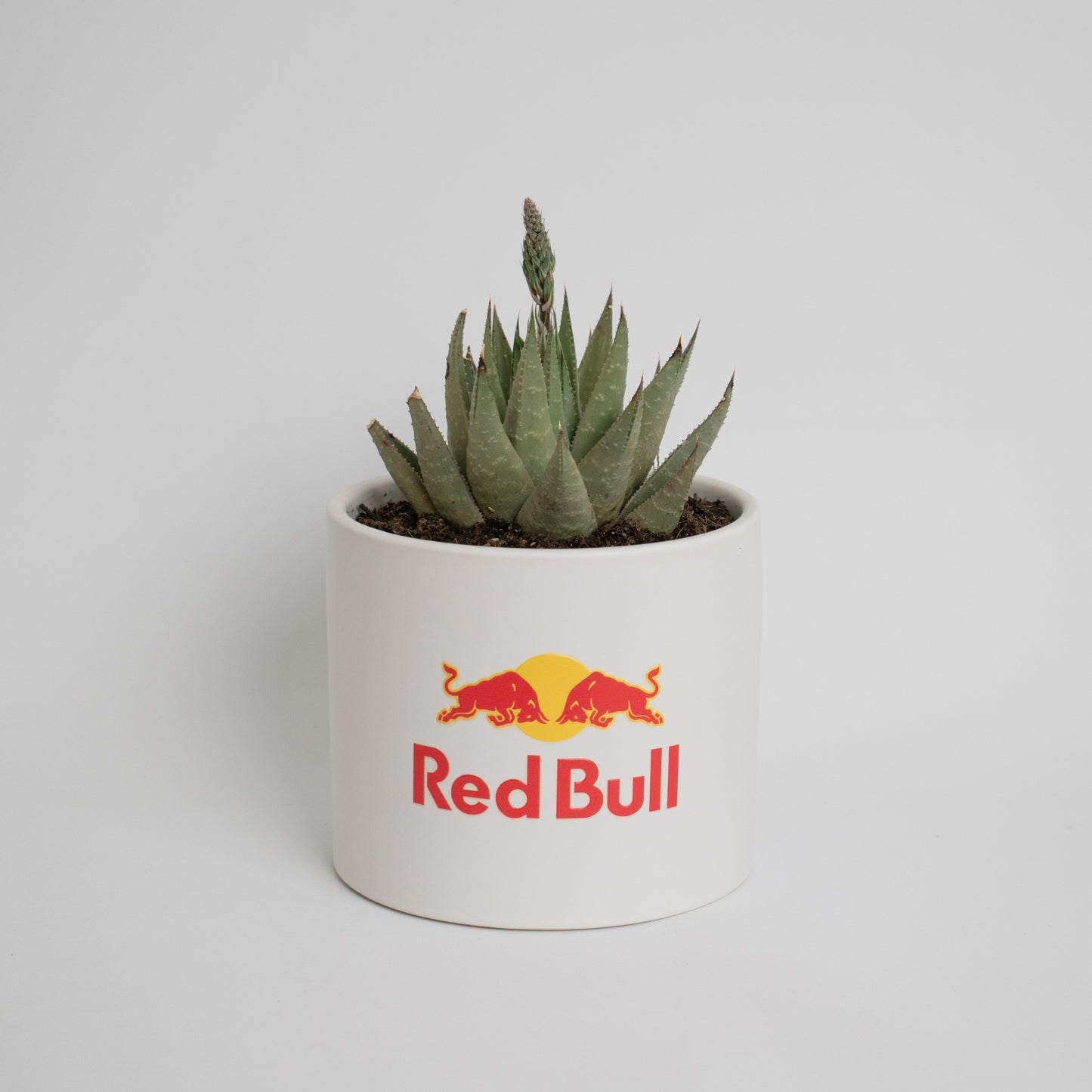 Large Personalised Succulent