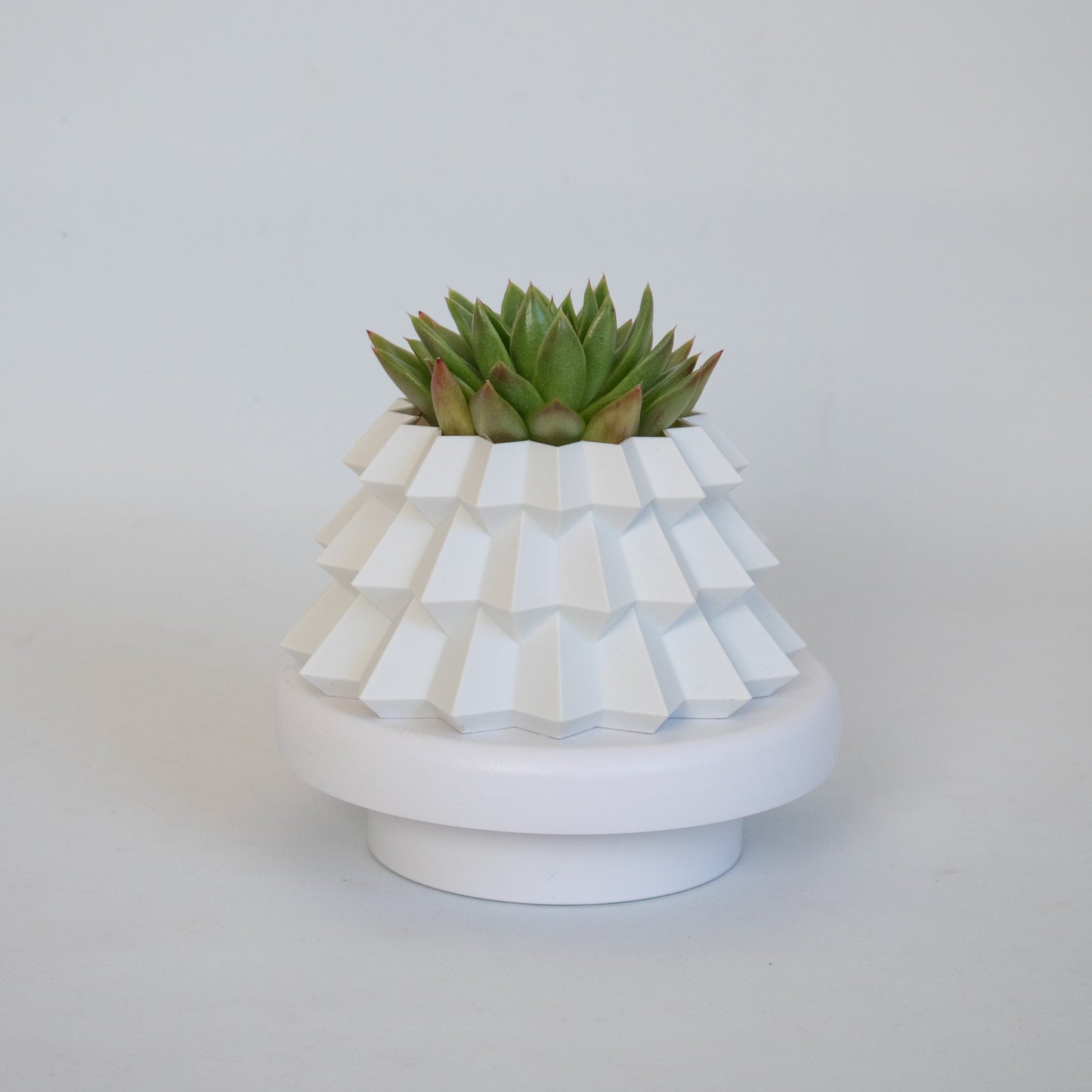 White tiered Christmas tree succulent pot with a green rosette succulent